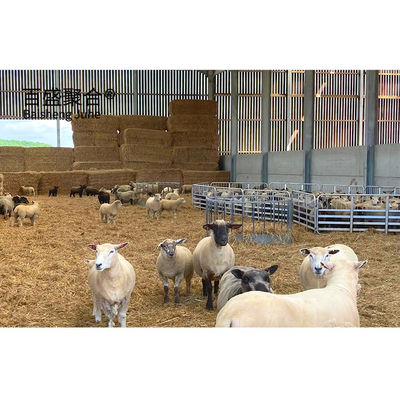 Insulated goat sheep shed farming house buildings mit Zertifikat ISO9001 2008/CE/BV
