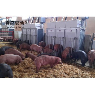 Verzinkte Schweinezuchtgeräte Vorgefertigte Stahlrahmenhäuser für Schweinefarmstahl