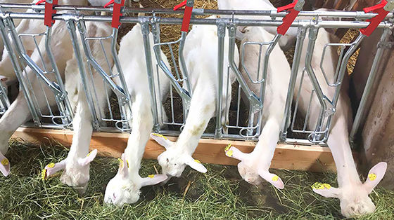 Geflügelhaus mit offener Seite Vorgefertigter Schuppen für Ziegen, Schweine, Pferde und Rinder