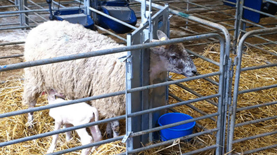 Geflügelhaus mit offener Seite Vorgefertigter Schuppen für Ziegen, Schweine, Pferde und Rinder