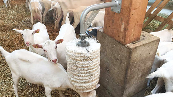 Stahlbau Zulieferer Stahlstruktur Hühnerbroilerhaus Entwurf für Pferdestall